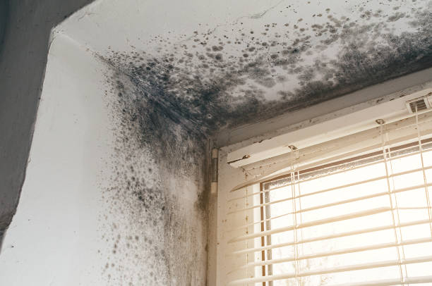 Affordable Mold Cleanup solutions in Alanson, MI